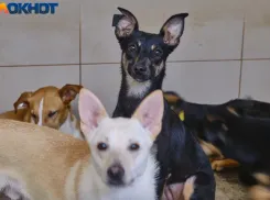 Приюты в торговых сетях и кормление просрочкой: краснодарка Маргарита Симоньян о решении проблемы бездомных собак