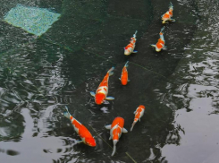 «Пруд спасет только купол»: краснодарцы не верят, что карпов в парке Галицкого спасут запрещающие таблички