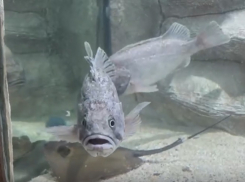 В Чёрном море нашли опасных для экосистемы рыб-пожирателей