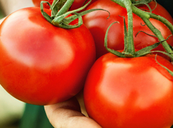  На Кубани собрали богатый урожай овощей из теплиц, Краснодар в лидерах 