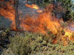 ﻿Под Краснодаром вспыхнула лесополоса