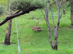 Пернатого обитателя Японского сада показали в Краснодаре