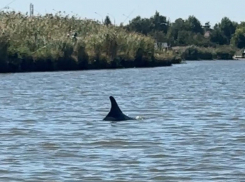 Застрявший в реке на Кубани дельфин афалина сможет вернуться в море самостоятельно