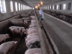 Завезенную на Кубань продукцию с вирусом африканской чумы свиней уничтожат 