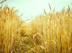  На закупку элитных семян на Кубани выделили 102 млн рублей 