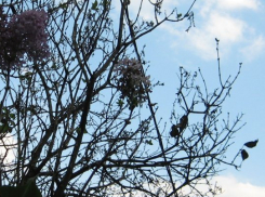 Сирень в Горячем Ключе перепутала осень с весной 