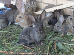 В Новороссийске женщина украла у подруги кроликов