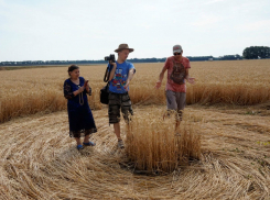 «Следствие ведут экстрасенсы»: новых специалистов привлекли к разгадке кубанских кругов на поле