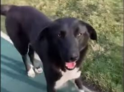 В посёлке Берёзовом после убийства топором пса Черныша нашли тело другой собаки