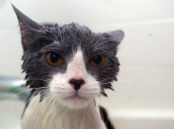  На Кубани прогремят грозы и снова пройдут кратковременные дожди 