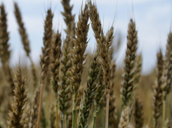 Власти Кубани планируют снизить экспорт пшеницы из-за засухи