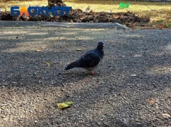 Более тысячи диких птиц погибли за неделю в Краснодарском крае