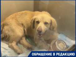 В Краснодаре живодёры расстреляли собаку и выбросили на трассу