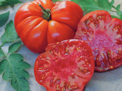 Ребристый гигант весом до двух килограммов – томат сорта Брутус