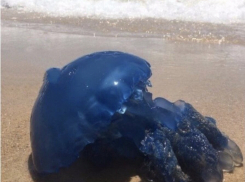 Ярко-синие средиземноморские медузы завелись в водах Анапы 