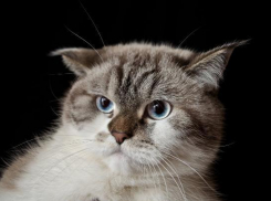 Рабочая неделя на Кубани начнется с дождей 