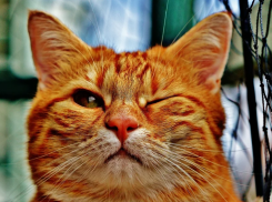  Небольшие дожди придут на Кубань 