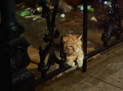  На Кубани пройдут ливни с грозой и градом 