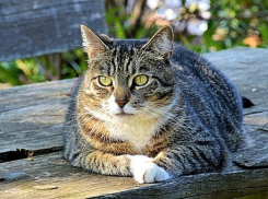 На Кубани преимущественно ясно, местами пройдут дожди с грозами