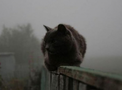  Последний рабочий день недели на Кубани будет туманным и обещающим потепление 