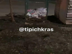 Микрорайон в Краснодаре оккупировали полчища крыс