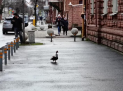 Важное в Краснодаре 22 марта: поздравляем таксистов, не обижаем птиц, угадываем погоду