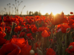 Кубанец выращивал для себя опиумный мак в промышленных масштабах