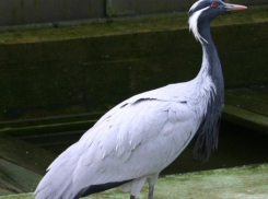 Зверье мое: где на Кубани обитает самый маленький журавль – красавка