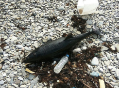 Почерневший от нефти дельфин выбросился на берег в Новороссийске