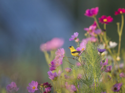 На Кубани температура опустится до +23 