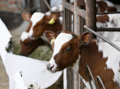 Новые фермы, масштабный выход на экспорт и увеличение производимой продукции: как развивается животноводство на Кубани 