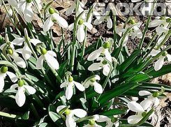 Из-за глобального потепления на Кубани на месяц раньше зацвели подснежники