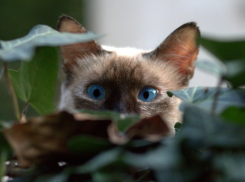 Температура на Кубани опустится на пару градусов, возможна гроза 