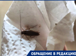 Тараканы «захватили» старые многоэтажки в микрорайоне Черёмушки