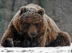 Кубанский охотник ждет суда из-за фото с медведем