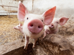 На Дон завезли зараженную свинину кубанской фирмы «Агрокомплекс» 