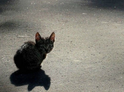 В Туапсе пенсионерка на глазах у ребенка забила котенка насмерть 