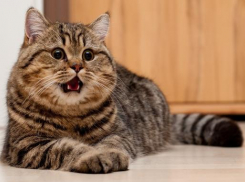 Рабочая неделя на Кубани начнется с дождей 