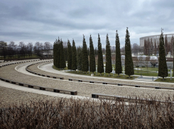 Электрический шалфей пропал из парка Галицкого в Краснодаре