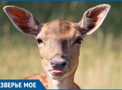 На Кубани к 2019 году на волю выпустят десятки ланей для восстановления популяции