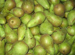 На Кубани сожгли более 250 кг свежих польских груш