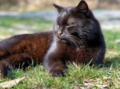 Жара до +33 градусов установится в Краснодарском крае 