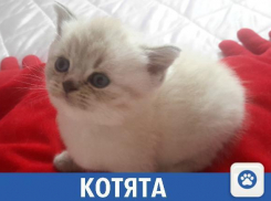 Продаются шотландские котята