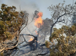 Доступ людей в подгоревший заповедник «Утриш» планируют запретить