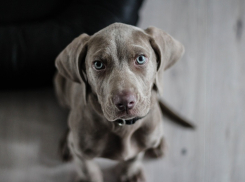 Массовый отстрел бродячих собак на территории КубГУ опровергли в вузе