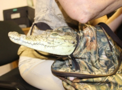 В Новороссийске стражи порядка изъяли у фотографа нильского крокодила без «паспорта»