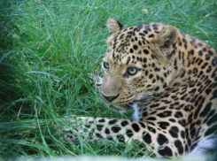 Истребление коз: как в Краснодарском крае пытались восстановить популяцию леопардов