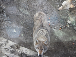 В Краснодарском крае могут разрешить круглогодичный отстрел волков и лисиц