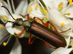 Зверье мое: почему жук-нарывник имеет такое название