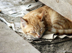 Молодожены из Новороссийска попросили на свадьбу корм для бездомных животных